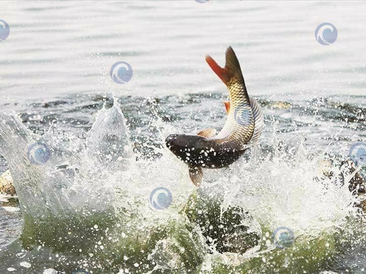 Máquina flotante de alimentación para peces.