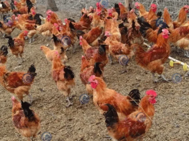 Feed Pellet Making Machine Exported To Martinique For Poultry Feed Production 1 Feed pellet for chicken